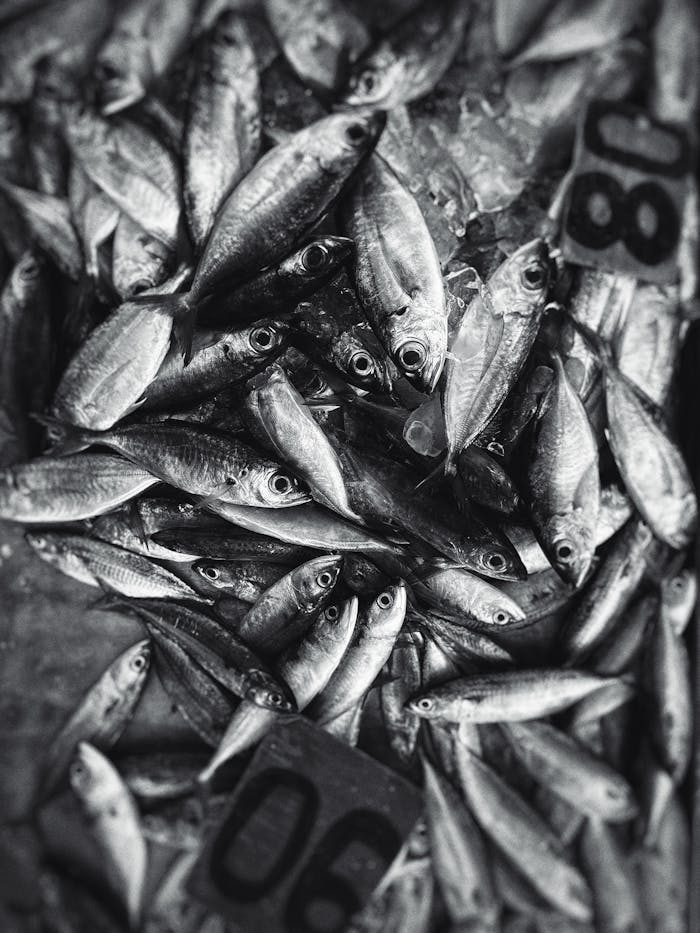 A Pile of Freshly Caught Fish