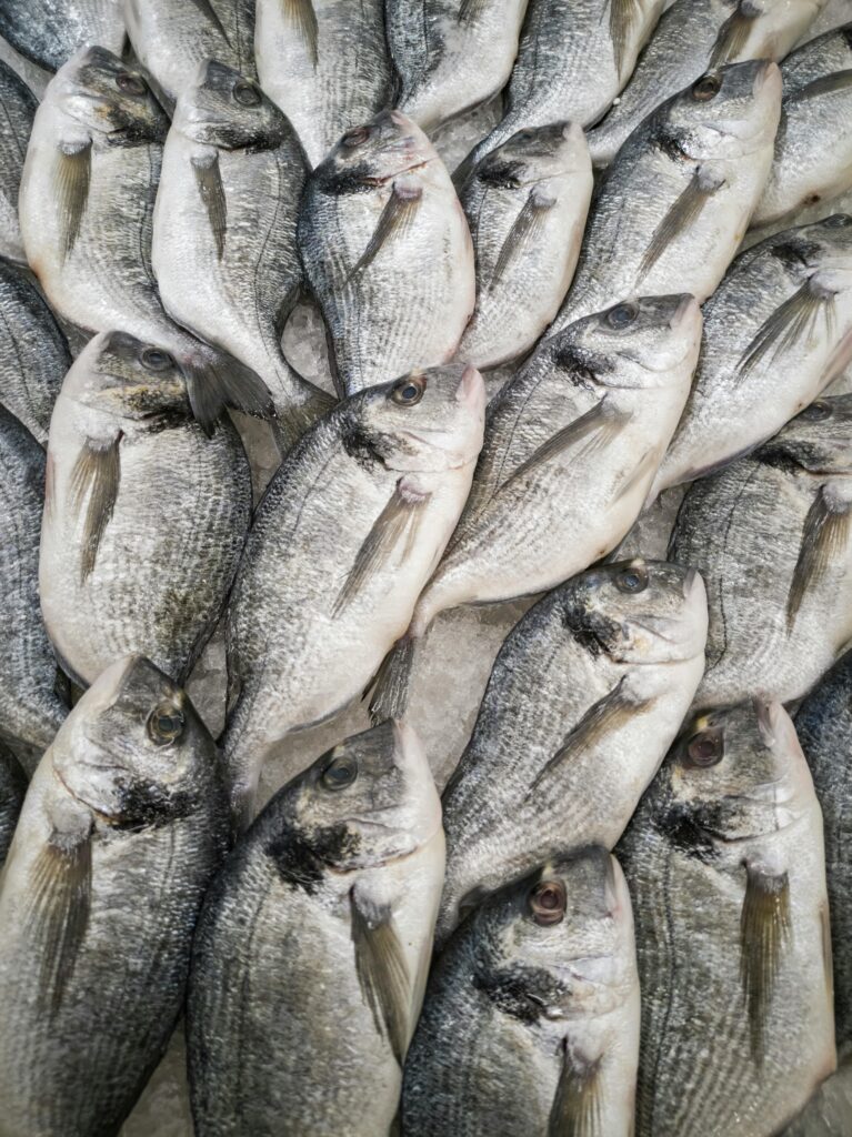 Pile of Fish